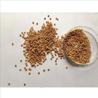 Sagar Hybrid Kasturi Muskmelon Seeds