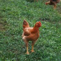Sasso Breed Chicken