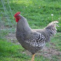Sasso Breed Chicken