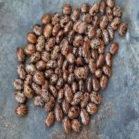 Seeds Organic Castor 