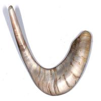 Sheep Horn Shofer