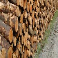 Sheesham Teak Wood, 15 feet length, furniture usage