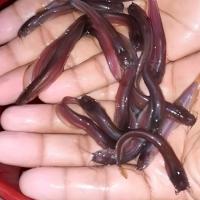 Singhi Fish Seed Image