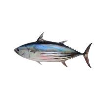 Skipjack Tuna Fish Image