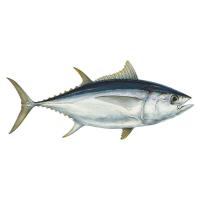 Skipjack Tuna Fish