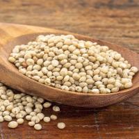 Sorghum Jowar Seeds
