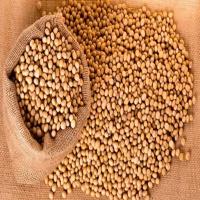 Soya Bean Brown 
