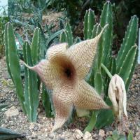 Stapelia Gigantea