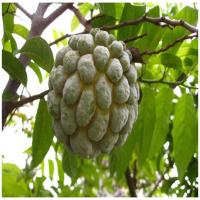 Sugar Apple Fruit Plant