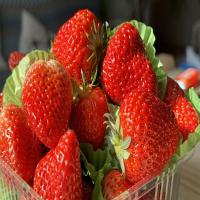 Tasty Natural Strawberry