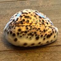 Tiger Sea Shell