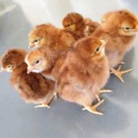 Vanaraja Multicolor Chicks