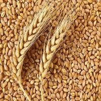 Wheat Grains Organic