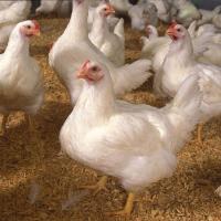 White Broiler Chicks