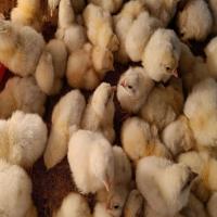 White Desi Small Chicks Image