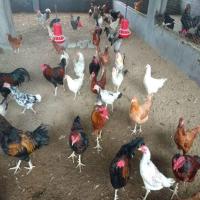 White Desi Small Chicks