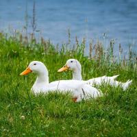 White Duck Farming Image