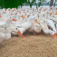 White Duck Farming