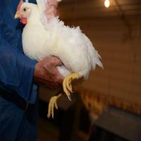 White Female Broiler Breed Image