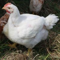 White Female Broiler Breed