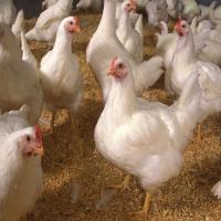 White Live Poultry Chicken Image