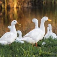 White Pekin Ducklings