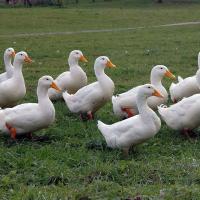 White Pekin Ducklings