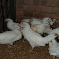 White Poultry Chicks