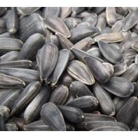 White Sunflower Seed 