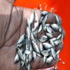 Whole Koi Fish Seed