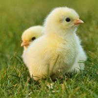 Yellow Baby Chicks