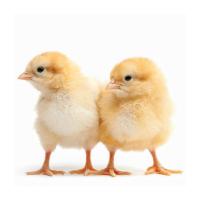 Yellow Broiler Chicks