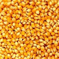 High Proteins Dry Corn Fresh Seeds Yellow Maize Supplier