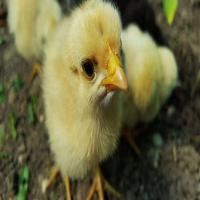 Yellow Poultry Farming Chicks