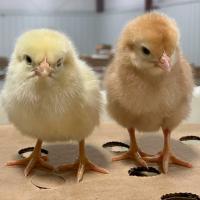 Yellow Small Chicks Image