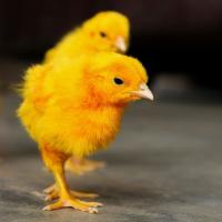 Yellow Small Chicks