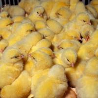 Yellow Sonali Chicks