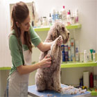 Animal Treatment Service