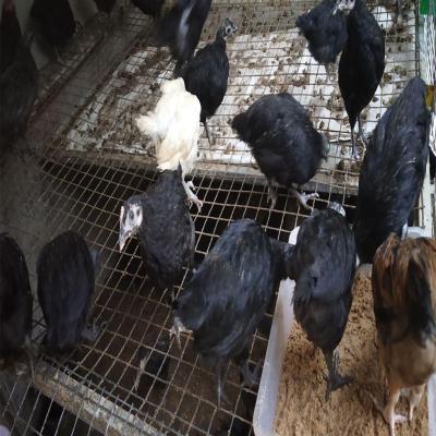 Black Kairali Chicken Images