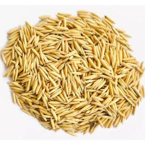 Agriculture Pusa Basmati 