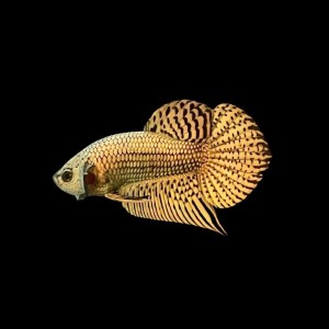 Alien Betta Fighting Fish, Wild hybrid, striking pattern