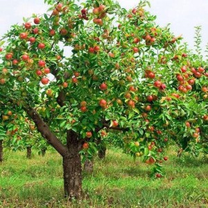 Apple Fruit Plant