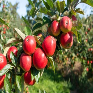 Apple Fruit Plants