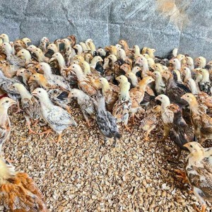 Aseel Poultry Chick