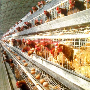 Automatic Poultry Cages