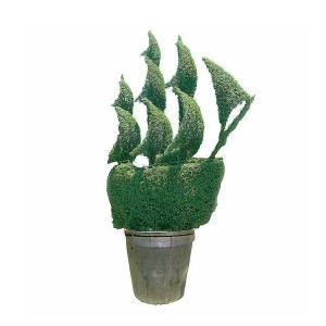 Beautiful Vessel Topiary