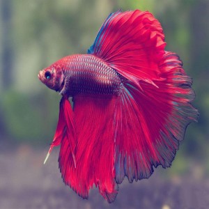 Betta Fighter Fish, Aquarium type, low maintenance