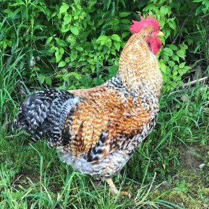 Bielefelder Kennhuhn Chicken