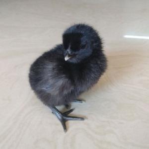 Black Chicks