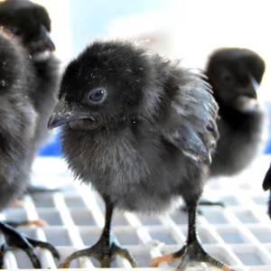 Black Kadaknath Chick